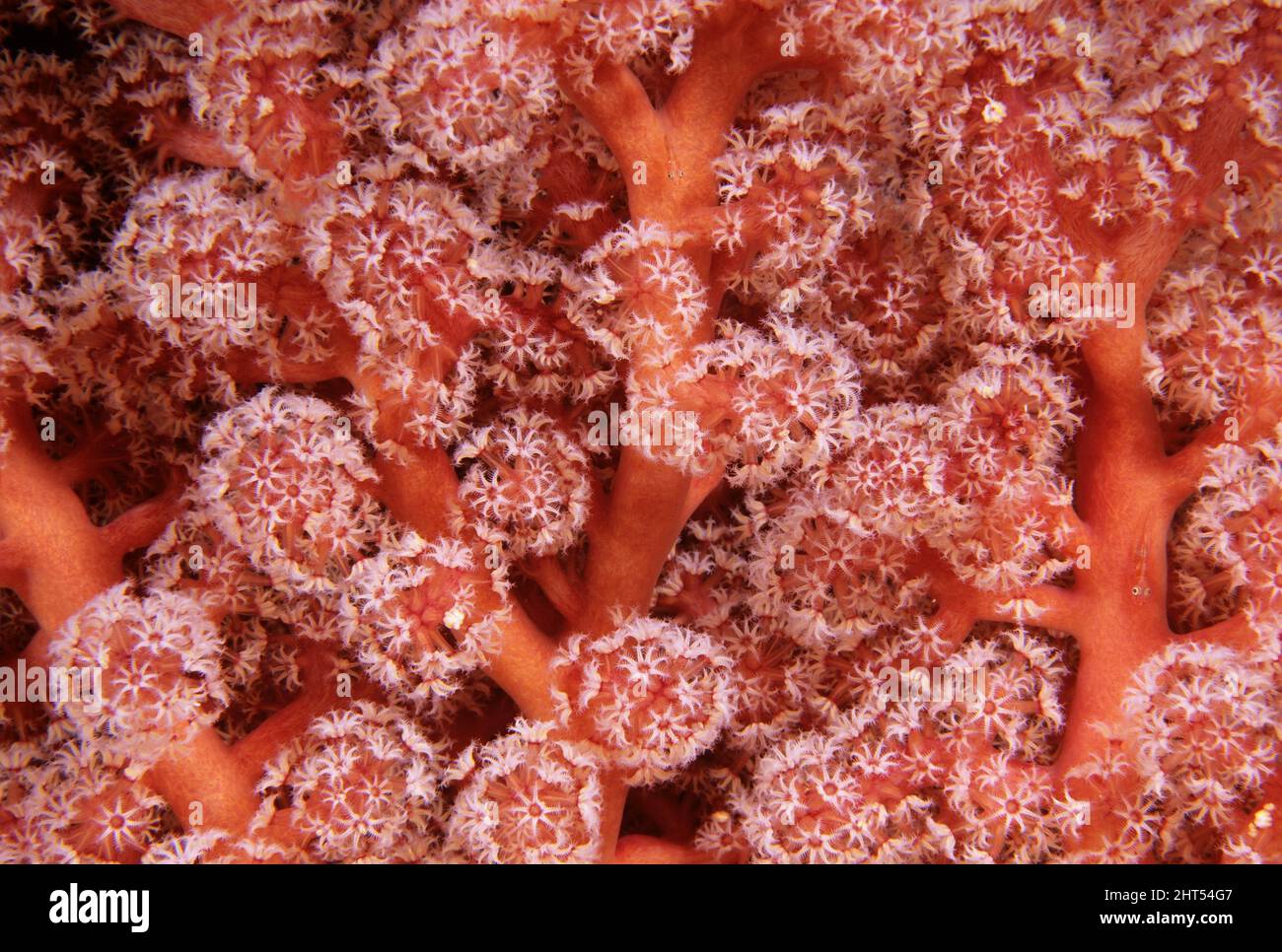 Albero di corallo morbido (fam. Siphonogorgiidae), e piccoli pesci chiari tra i polyps a forma di fiore, otto tentacled, che sono aperti per l'alimentazione. Foto Stock