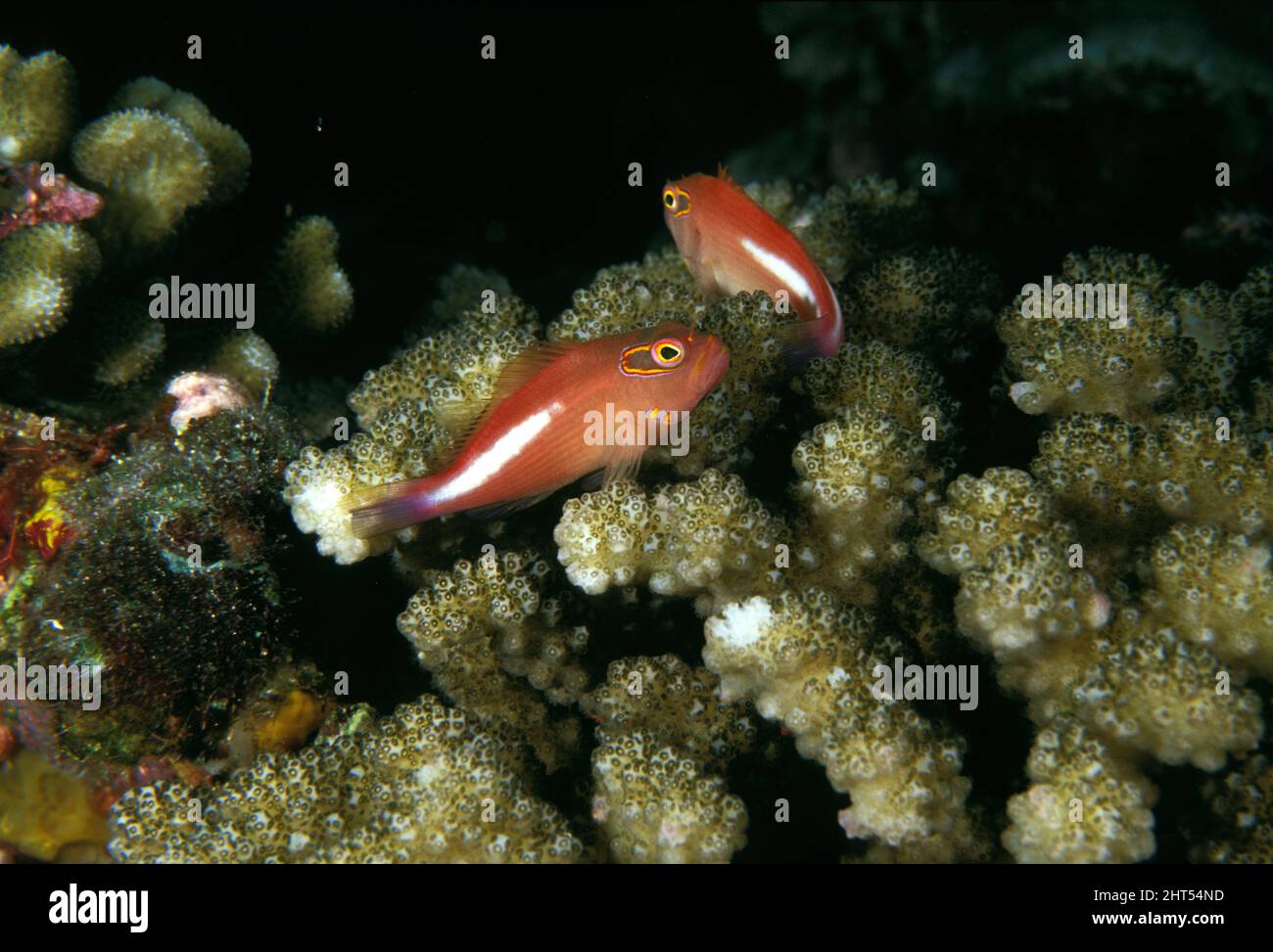Pesce falco dell'arco-occhio (Paracirrhites arcatus), frequenta teste di teste di coralli ramificati piccoli. Heron Island, Queensland, Australia Foto Stock