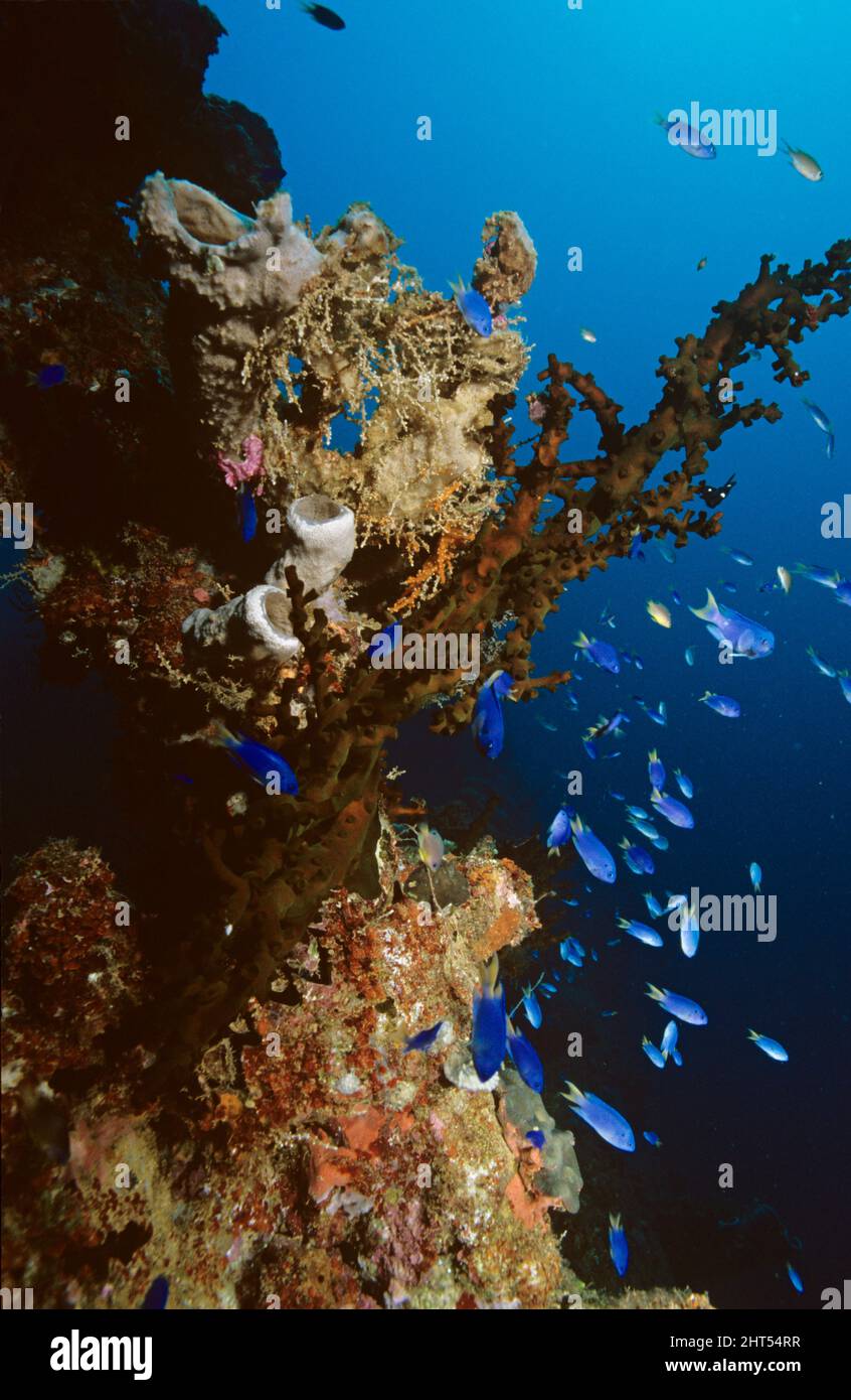 Corallo a tubo nero (Tubastraea micranthus), e pesce blu della barriera corallina. Truk Lagoon, Micronesia Foto Stock