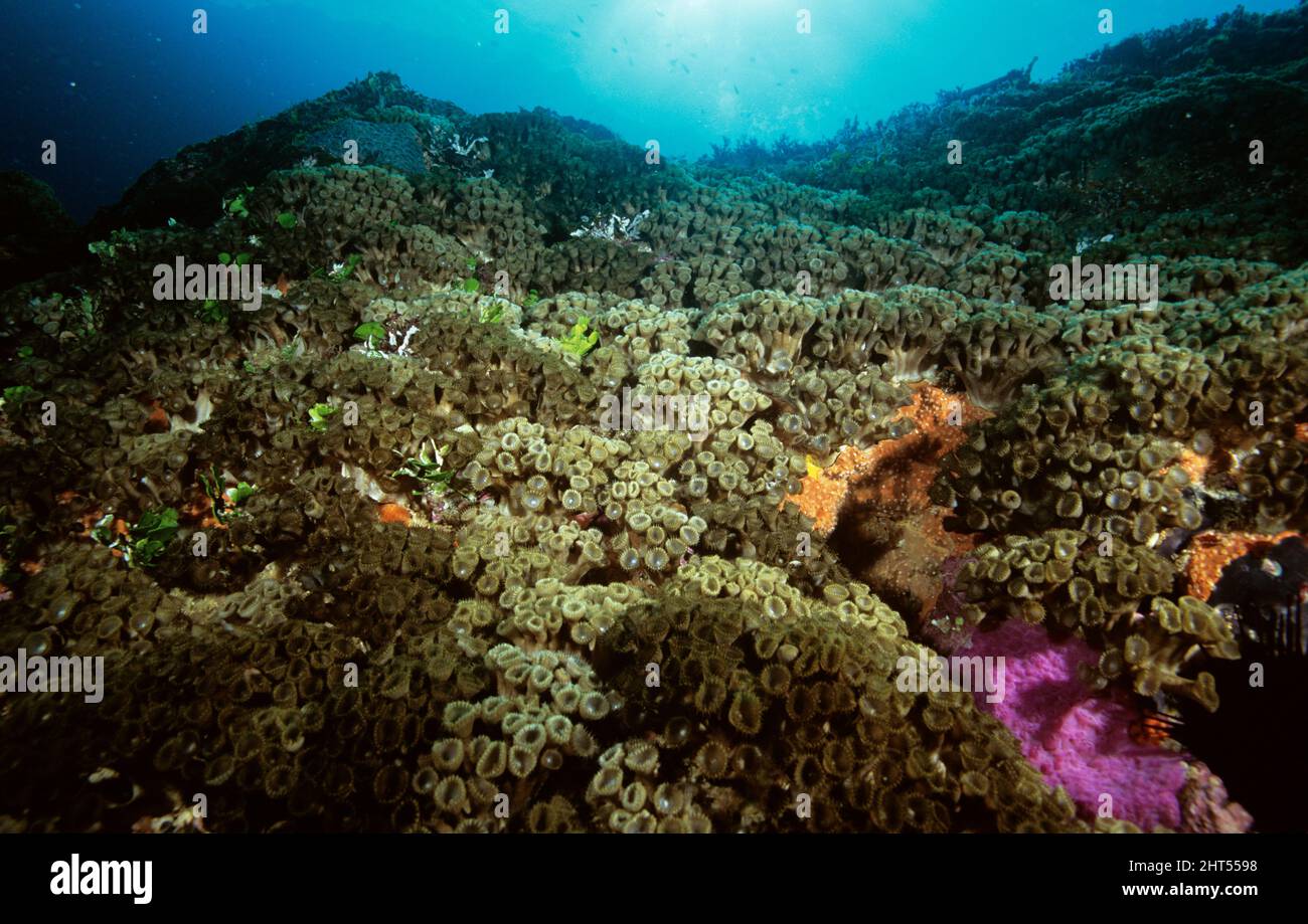 Parete di zoantoidi, grande tappeto su una cresta della barriera corallina. Isola di Norfolk Foto Stock