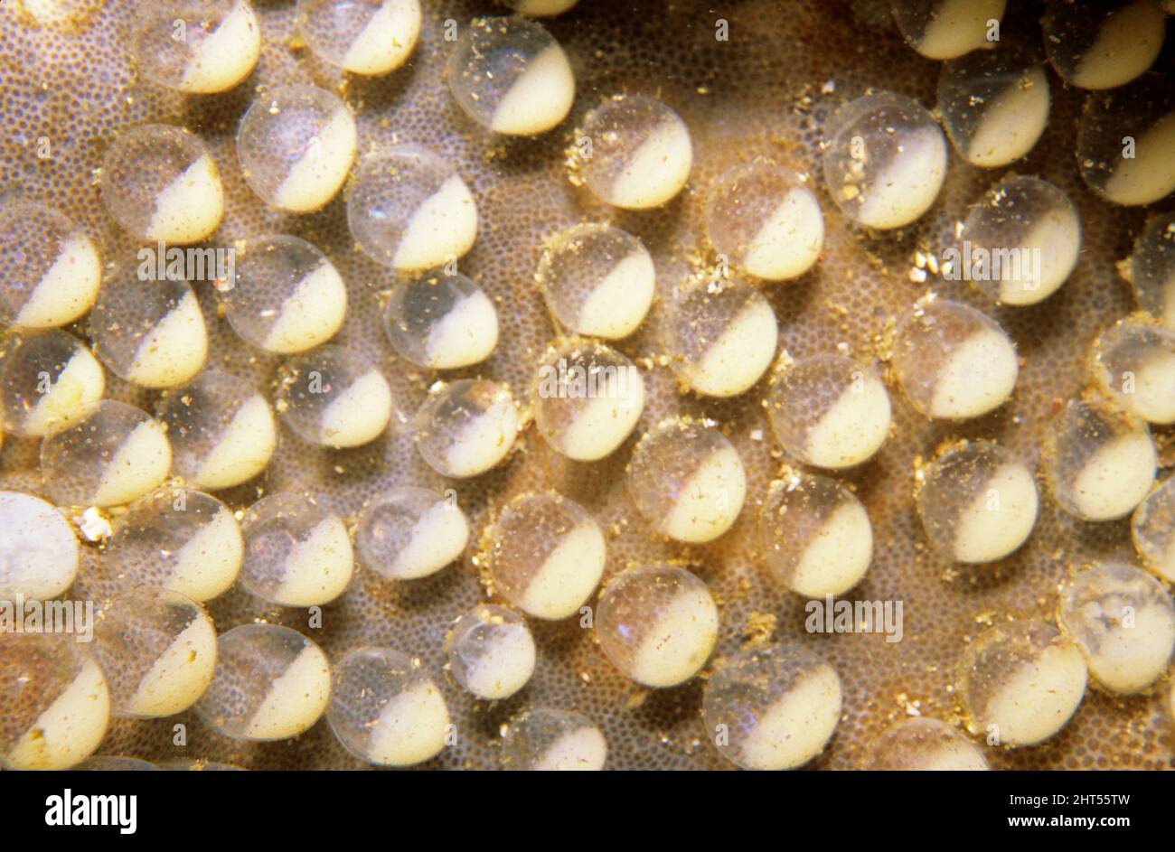 Uova di Cowrie (fam. Cypraeidae), isola solitaria di Spalato, Isole solitarie, nuovo Galles del Sud, Australia Foto Stock