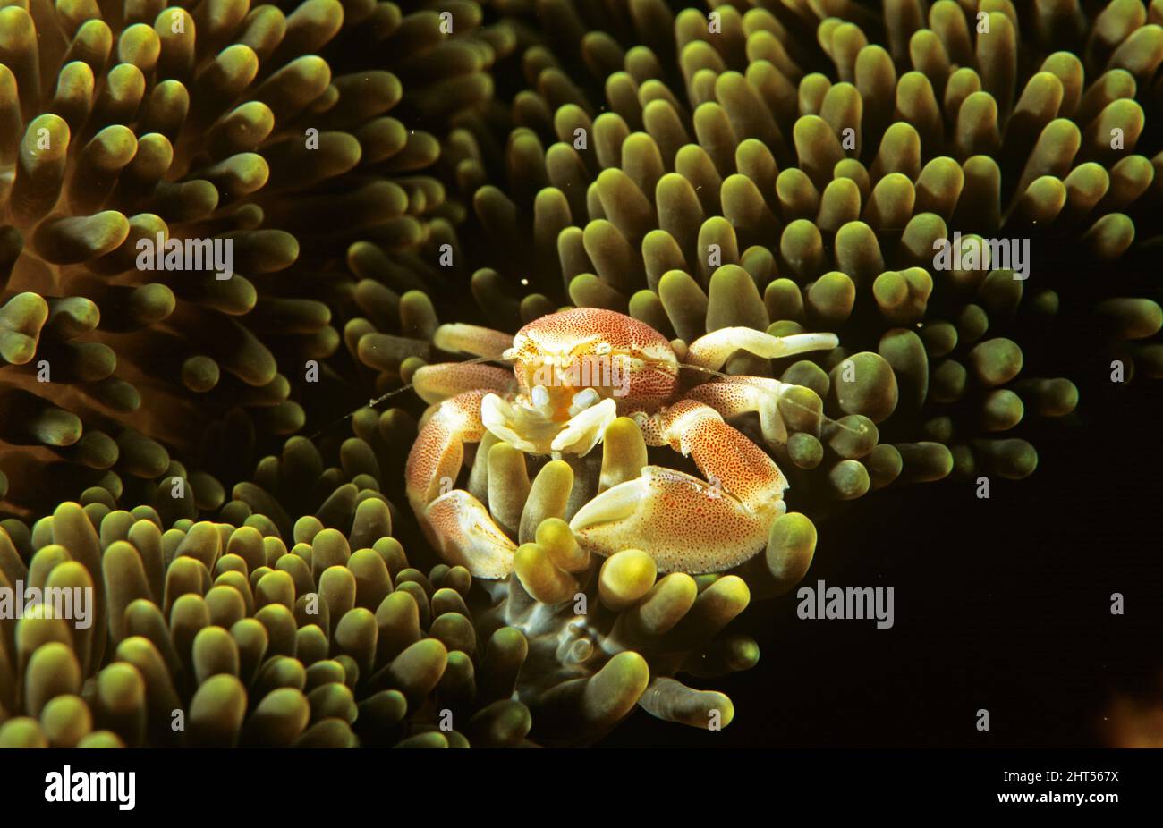 Granchio di porcellana a macchie rosse (Neopetrolisthes maculatus), in anemone. Ambon, Indonesia Foto Stock
