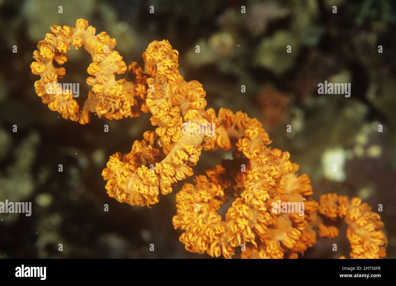 Spirale corallo nero (Cirrhipathes sp. ) Ambon, Indonesia Foto Stock