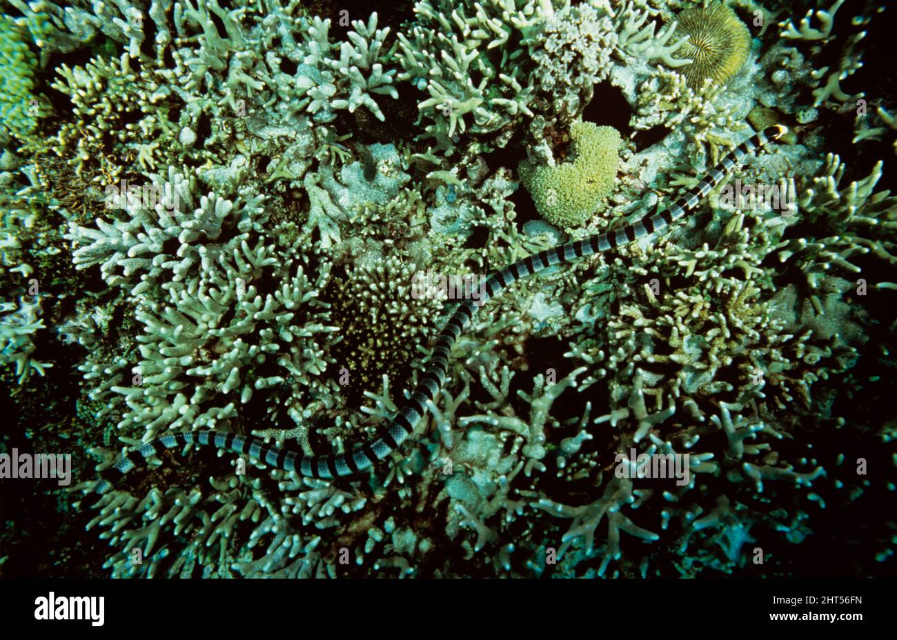 Krait di mare a punta gialla (Laticauda colubrina), Manado, Indonesia Foto Stock