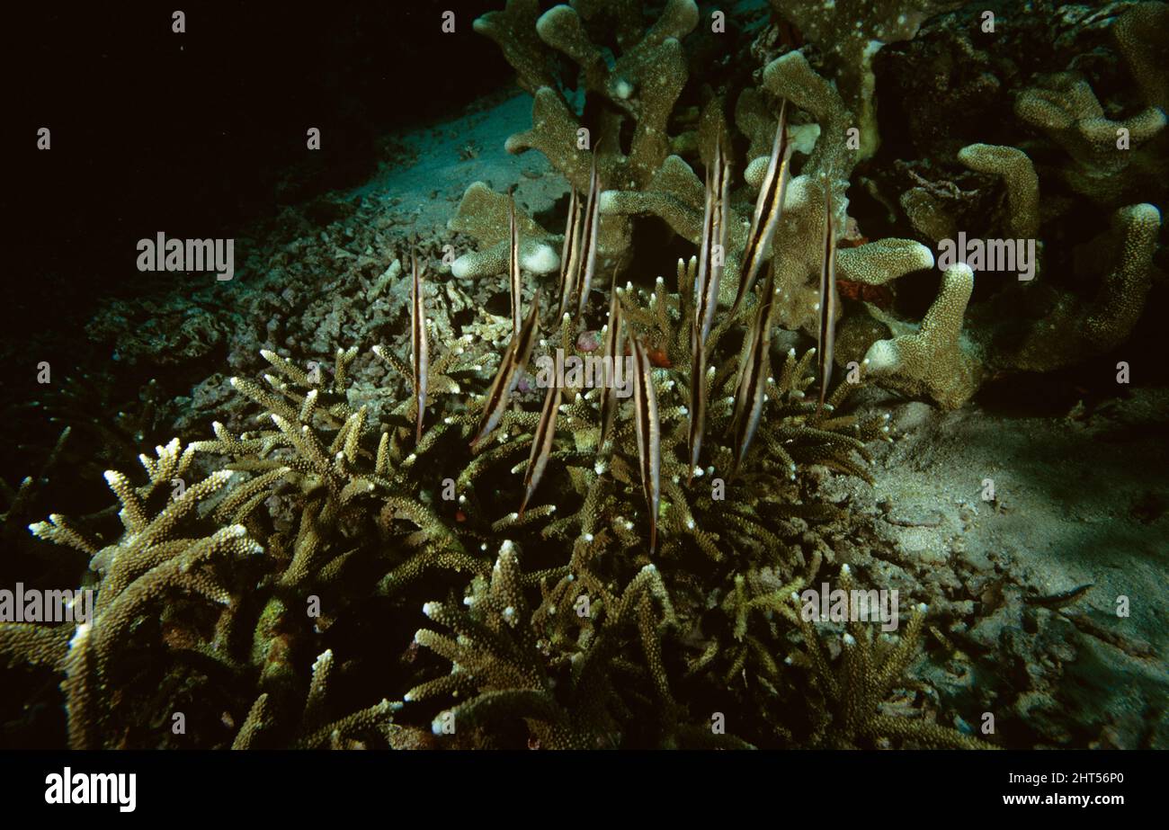 Razorfish (Aeoliscus strigatus), abitualmente nuota verticalmente, naso giù, in un gruppo sincronizzato. Circa 15 cm di lunghezza. Manado, Indonesia Foto Stock