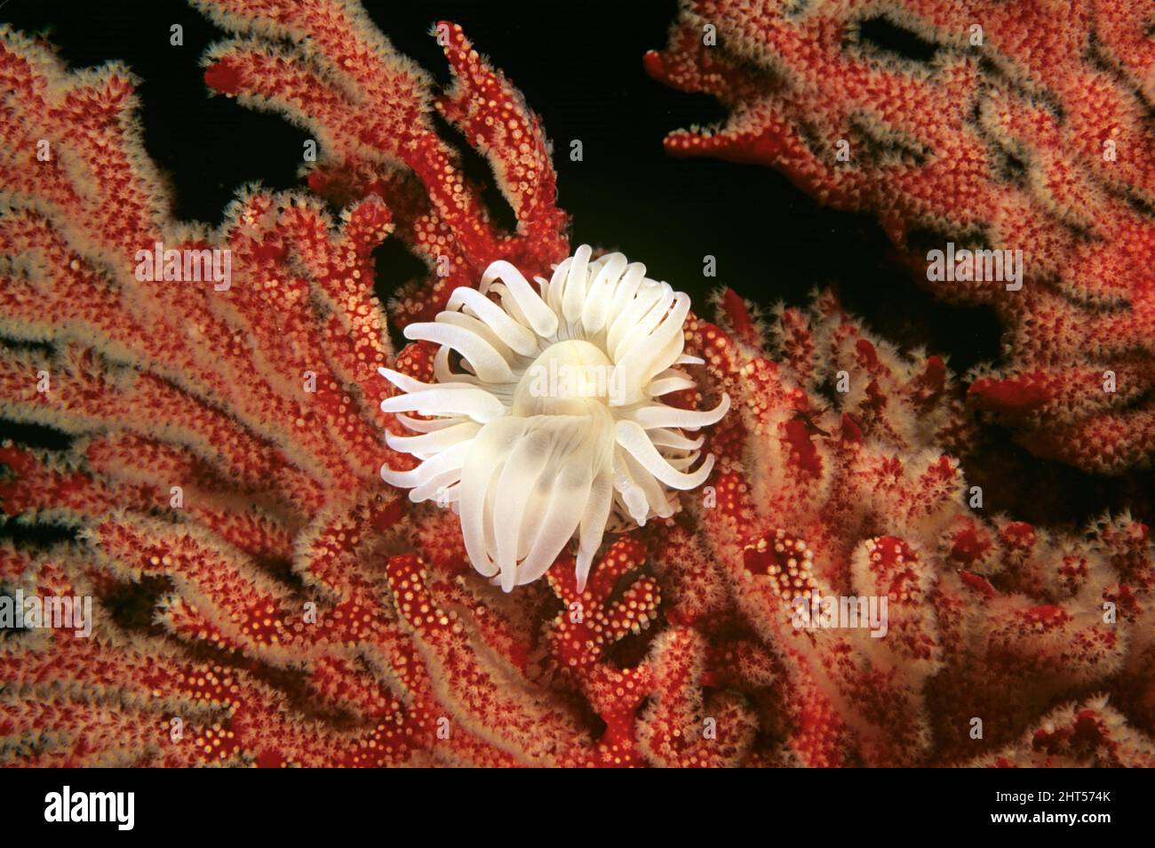 Anemone di involucro gorgoniano (Nemanthus annamensis), su ventilatore di mare gorgoniano rosso (Mopsella sp.). Jervis Bay, costa sud nuovo Galles del Sud, Australia Foto Stock