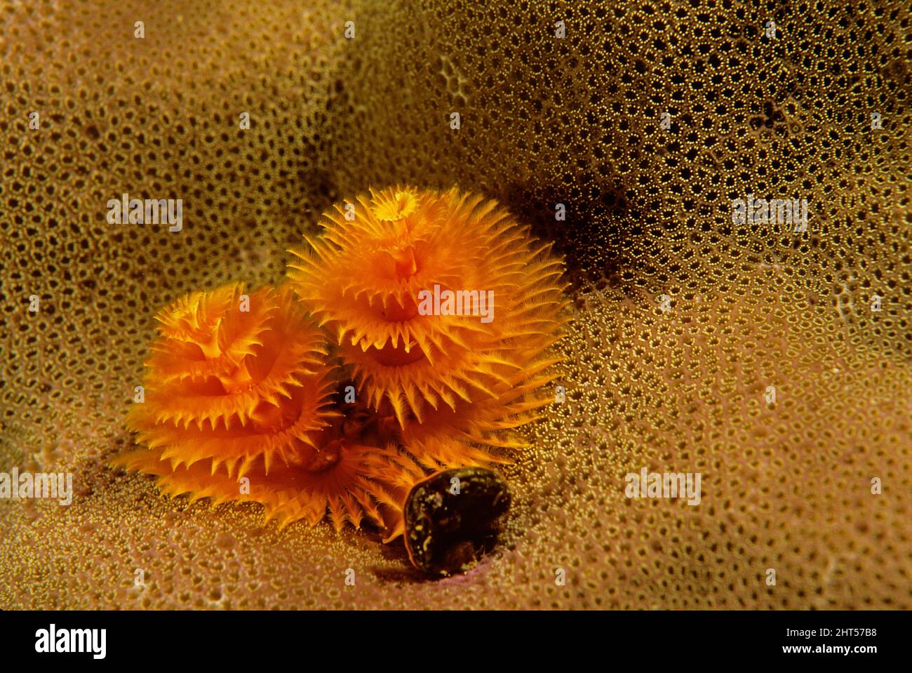 Vermi dell'albero di Natale (Spirobranchus giganteus), incastonati in corallo duro. La distanza media è di 3,8 cm. Manado, Indonesia Foto Stock