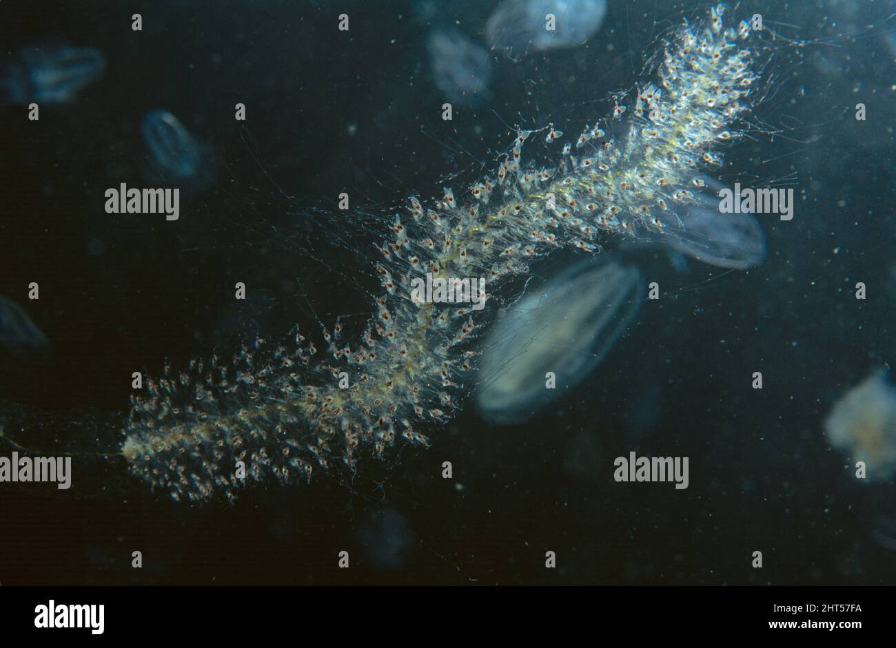 Catena embrionale di salpa comune Thalia democratica medusa a pettine sullo sfondo Jervis Bay, costa meridionale nuovo Galles del Sud, Australia Foto Stock