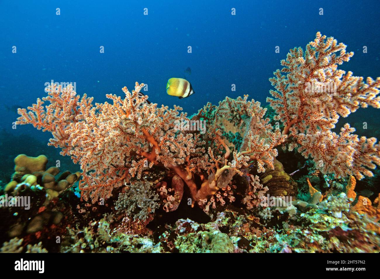 Klein’s (marrone, giallo e bianco), pesce farfalla Chaetodon kleinii e arancio ramificato corallo molle Manado, Indonesia Foto Stock