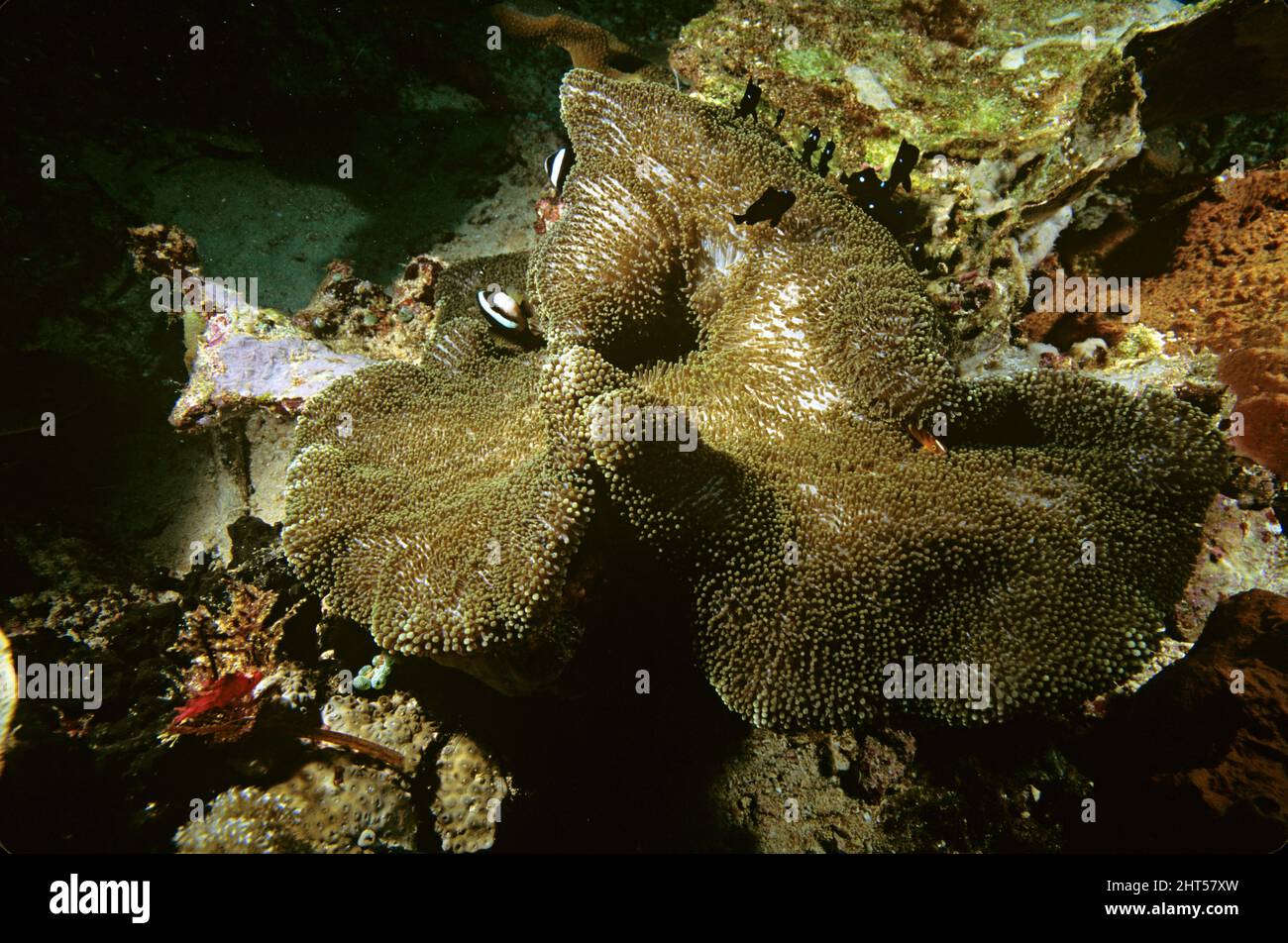 Grande mare marrone anemone Stichodactyla mertensii Manado, Indonesia Foto Stock