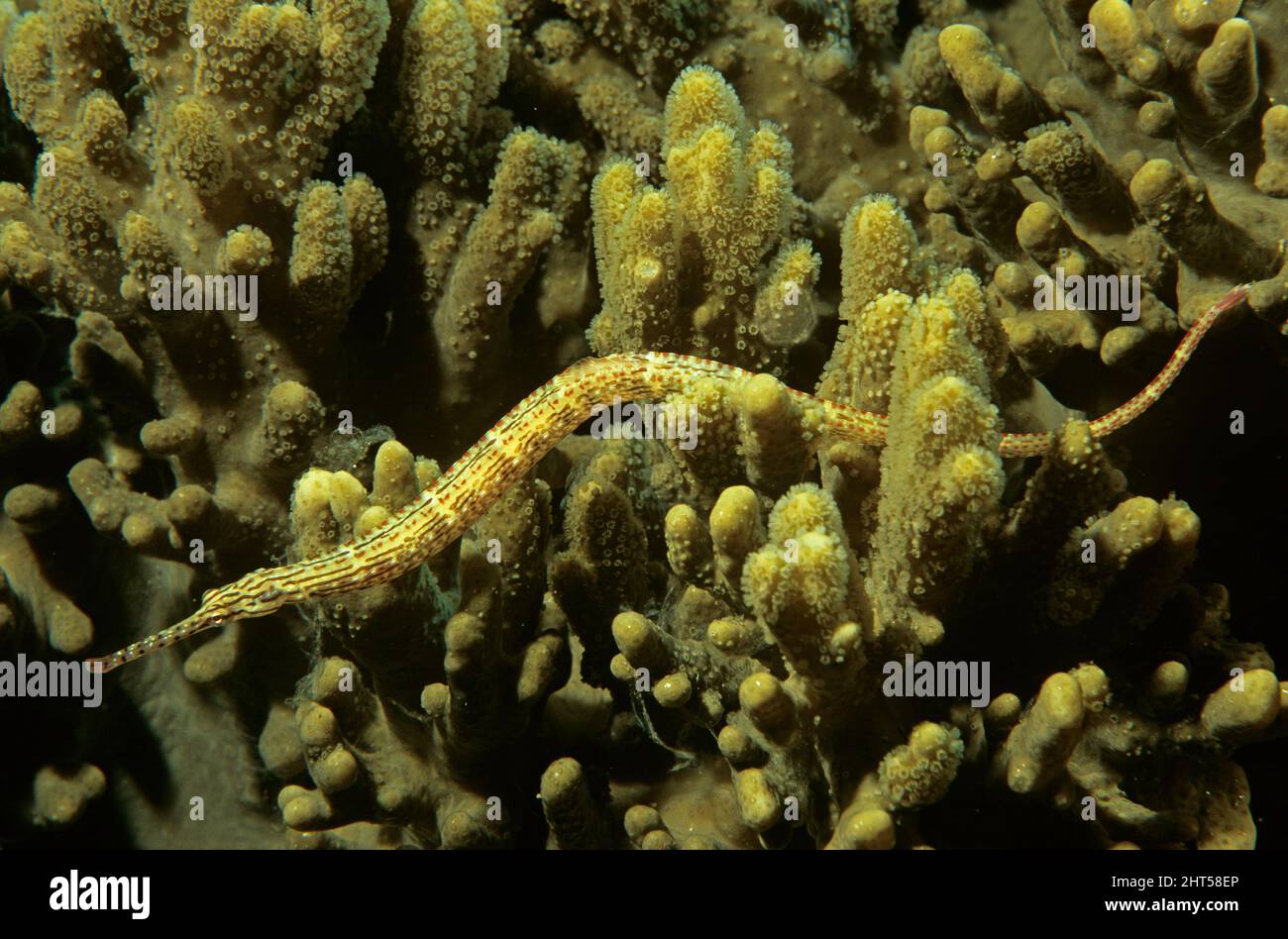 Pesca di pipeluche a caccia di coralli in pelle (Corythoichthys schultzi), a caccia di coralli in pelle. Ambon, Indonesisa Foto Stock