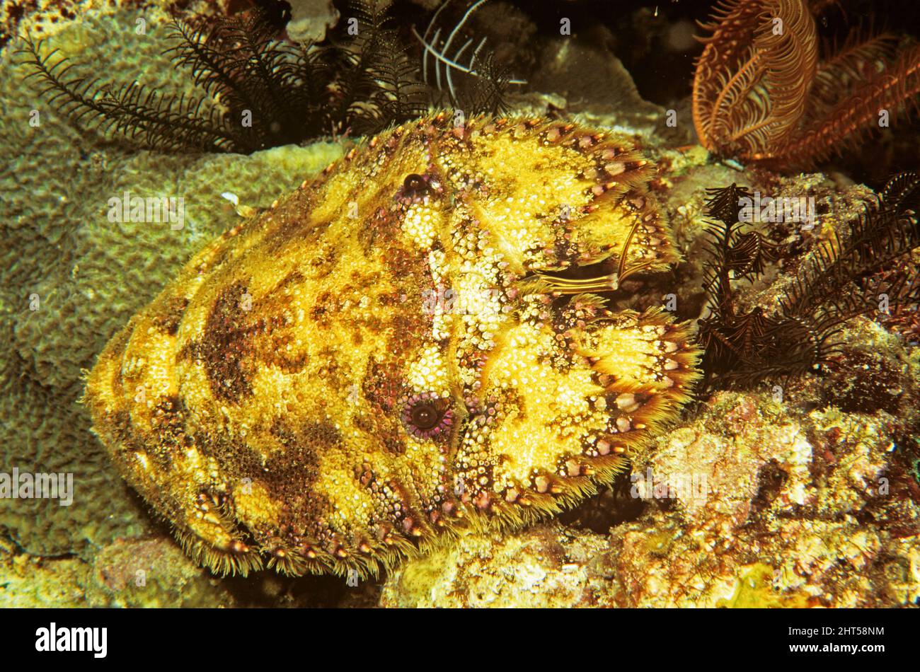 Aragosta scolpita (Parribacus antarcticus), fotografata di notte. Ambon, Indonesia Foto Stock