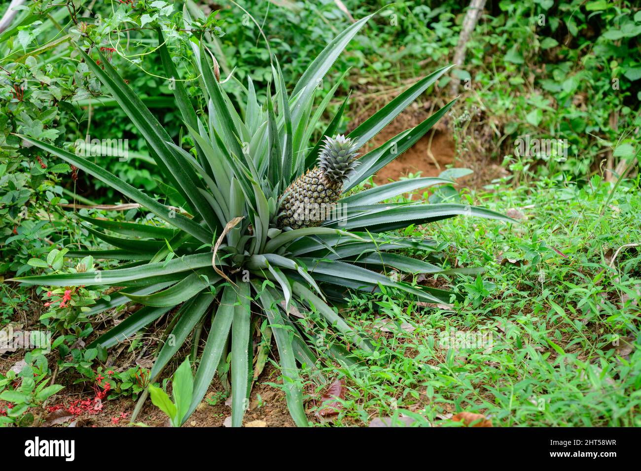 La frutta tropicale dell'ananas nel giardino domestico chiude, matura e pronta per essere raccolta dalla pianta. Foto Stock