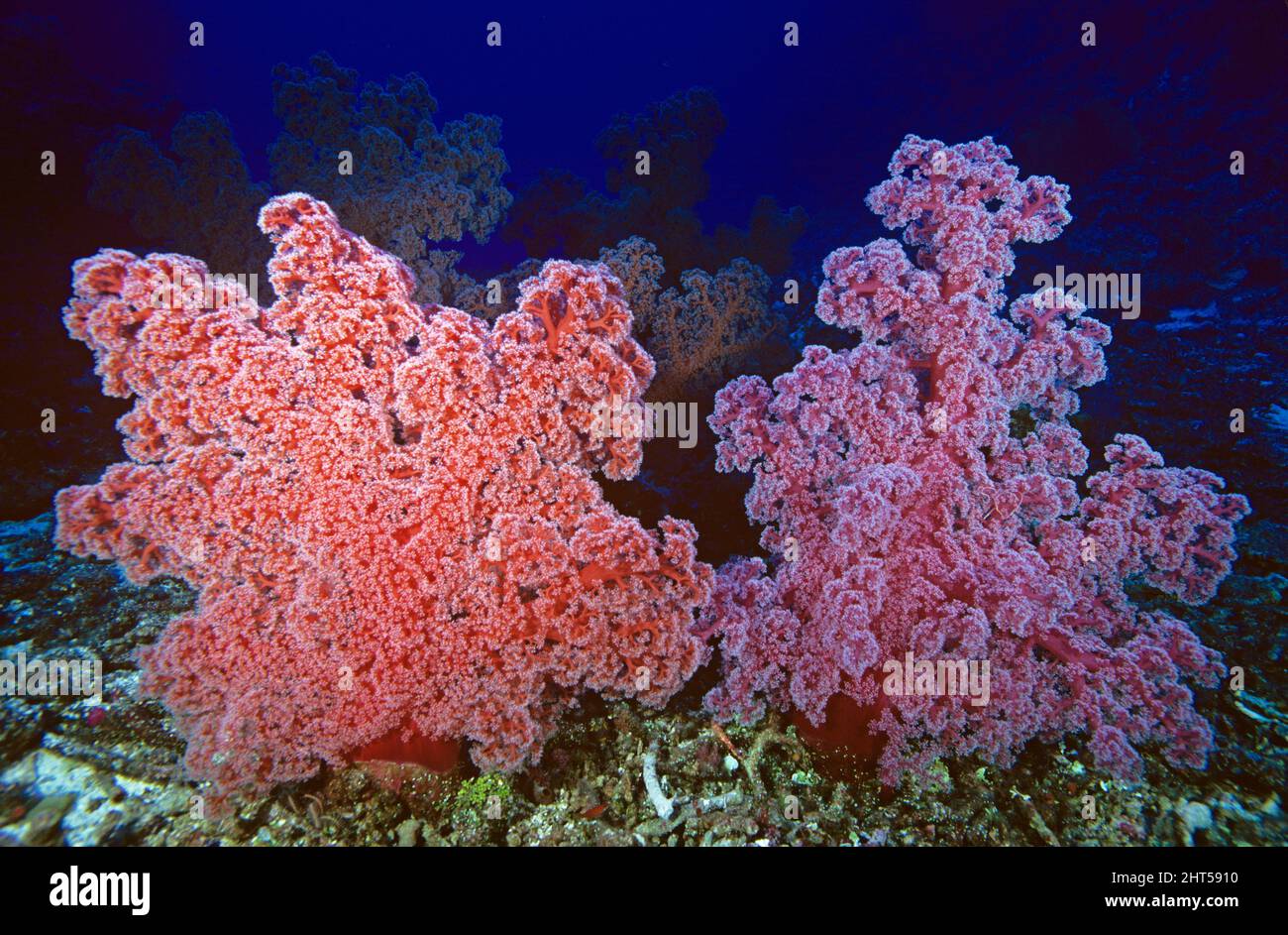 Coralli molli (fam: Sifonogorgiidae). Coral Sea, Queensland, Australia Foto Stock
