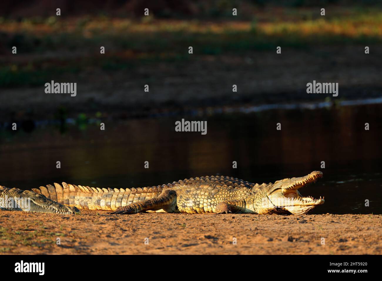 Un coccodrillo del Nilo (Crocodylus niloticus) crogiolarsi con ganasce aperte, Kruger National Park, Sud Africa Foto Stock