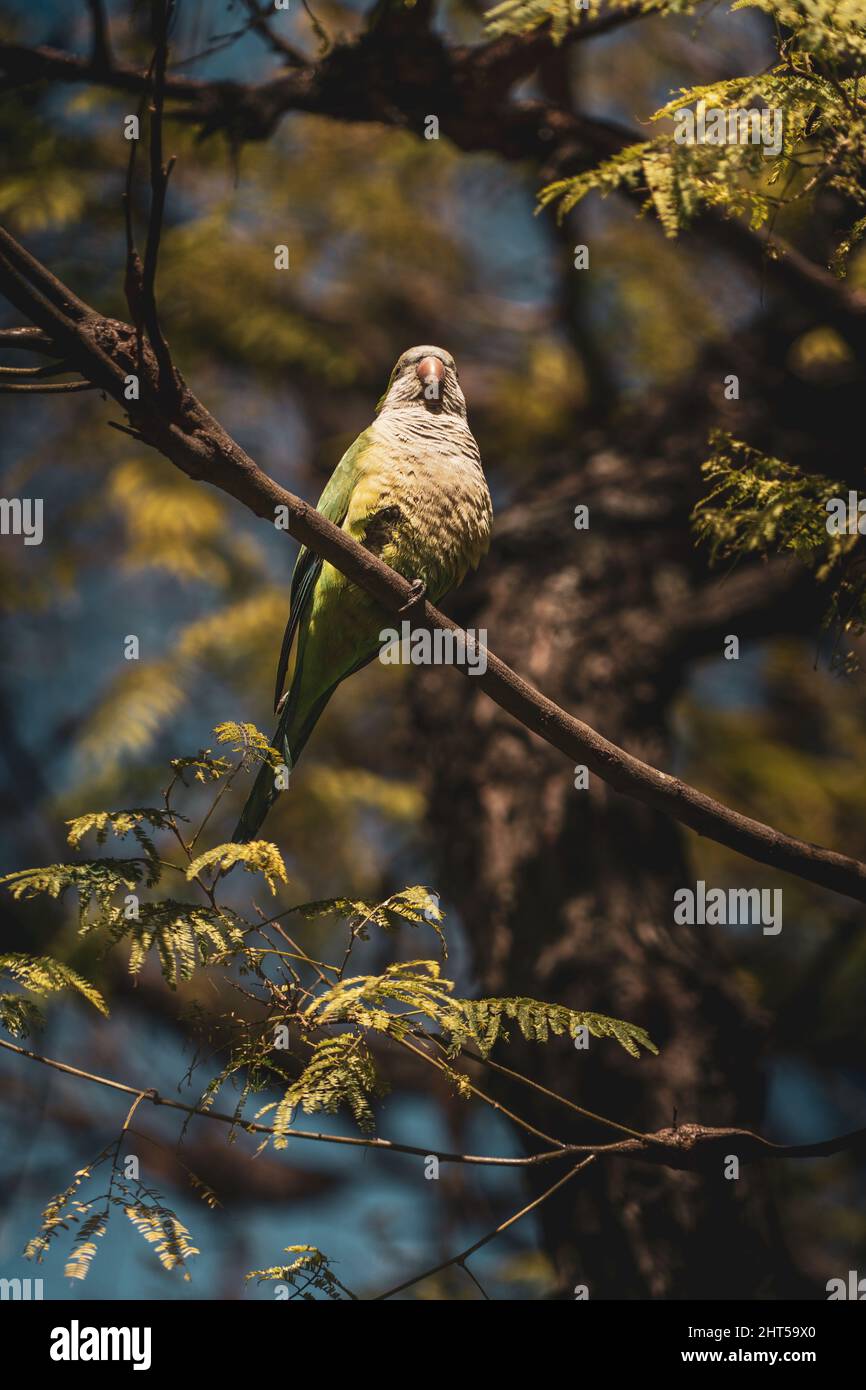 Un primo piano di un piccolo pappagallo su un ramo di albero in una foresta Foto Stock