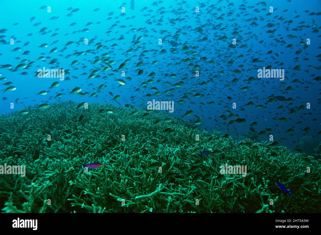 Chromis (Chromis sp.) sopra il corallo a tromba. Bunaken Reserve, Manado, Indonesia Foto Stock