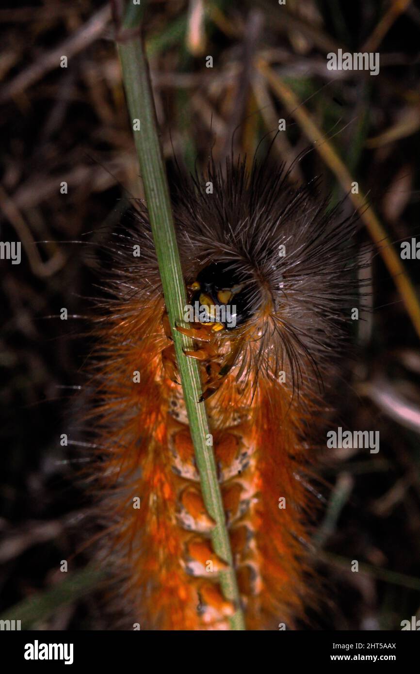 Macroscopio di una falena di palude di sale (Estigmene acrea) su un ramoscello Foto Stock