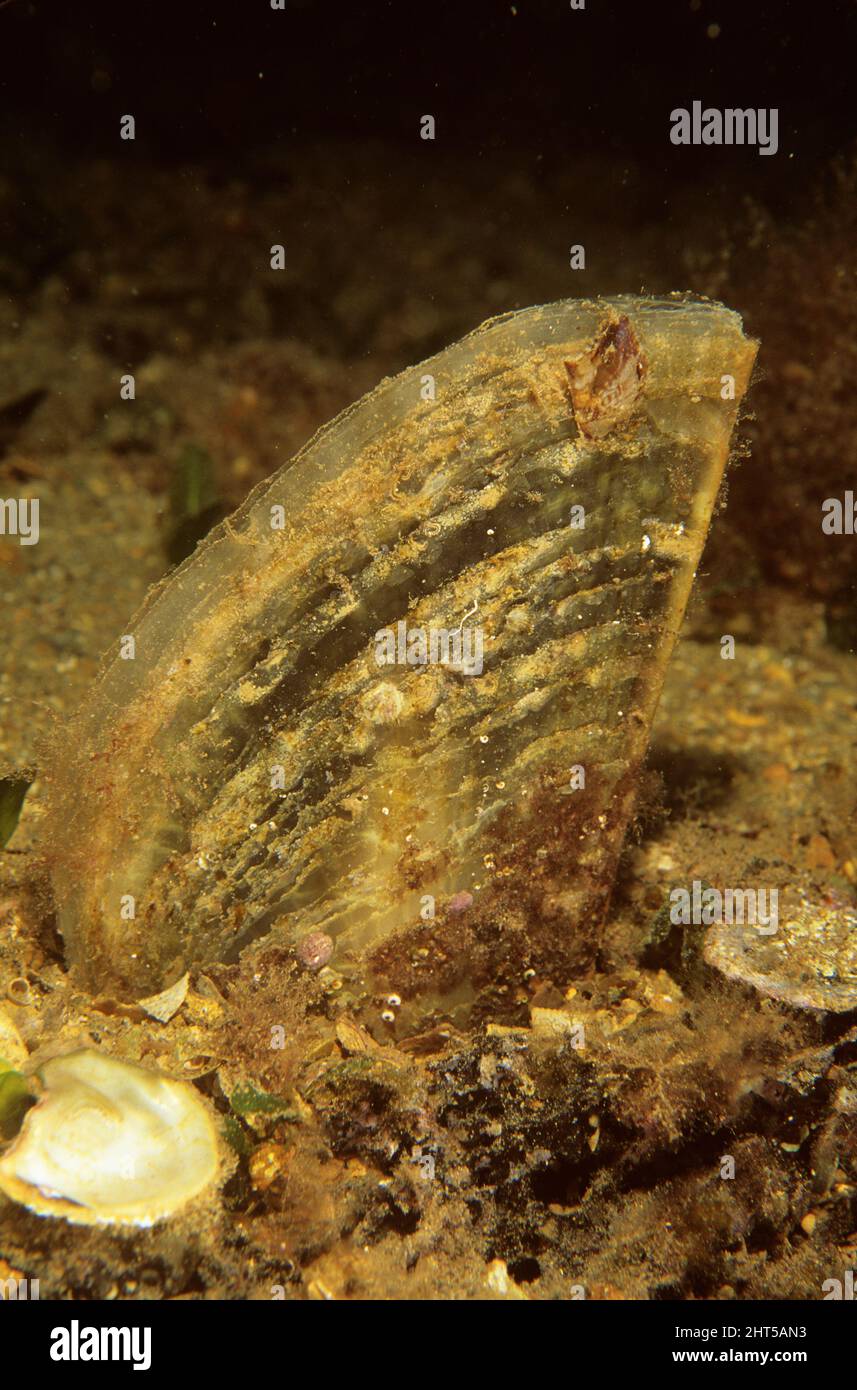 Clam del rasoio (Pinna bicolore), vive ancorate al sedimento da un bisso. Port Lincoln, Spencer Gulf, South Australia Foto Stock