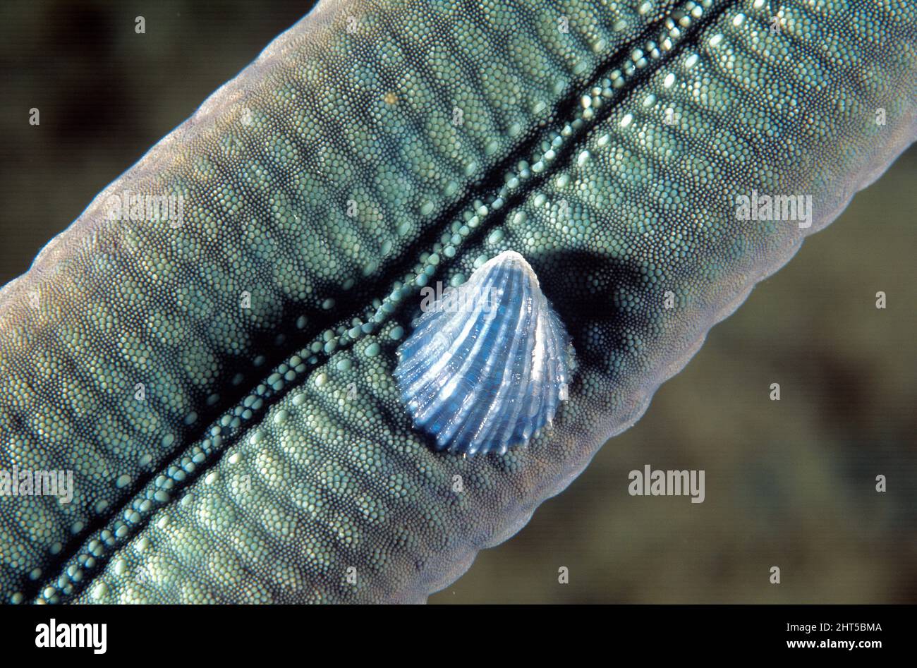 Una piccola bivalvola sul lato inferiore del braccio di una stella marina blu comune (Linckia laevigata). Papua Nuova Guinea Foto Stock