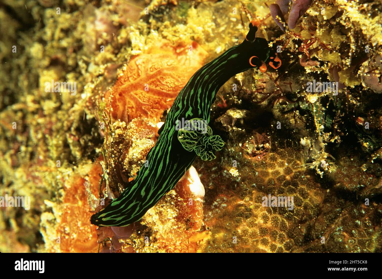 Variabile neon Slug Nembrotha nigerrima Indonesia Foto Stock