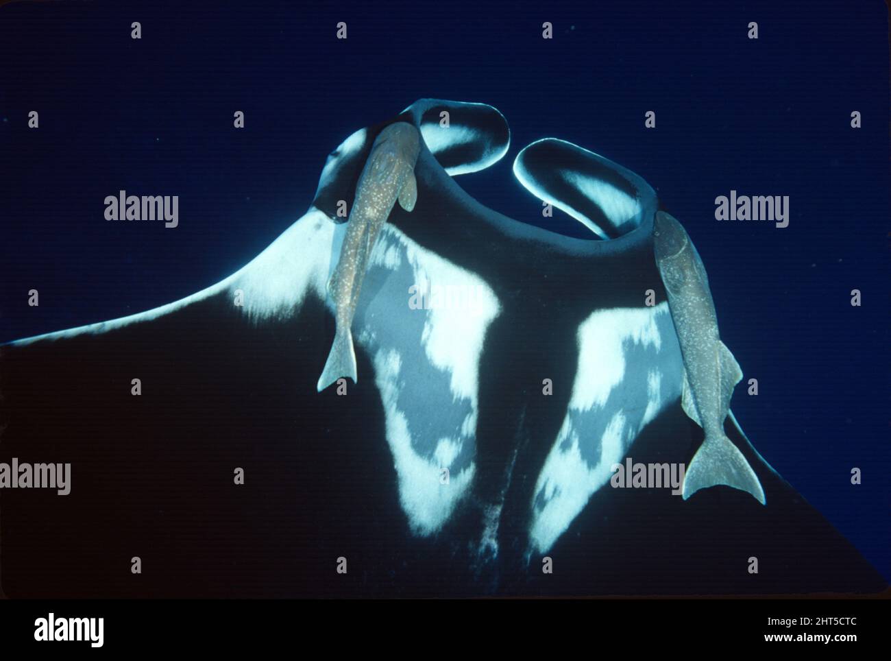 Manta gigante (Manta birostris), con Remoras. I lobi cefalici a pagaia convogliano in bocca acqua ricca di plancton. Messico Foto Stock