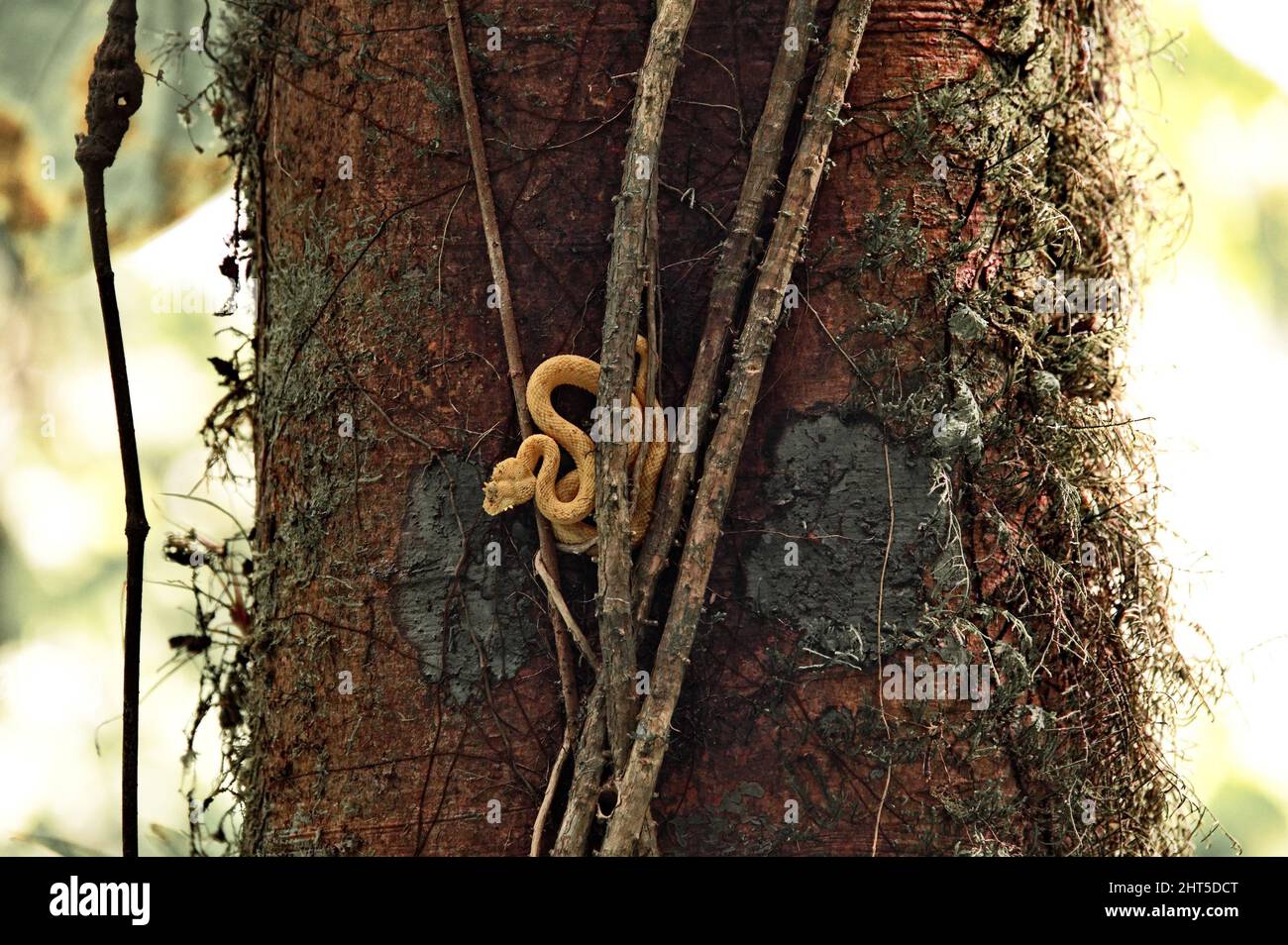 Un serpente velenoso su un albero in Costa Rica Foto Stock
