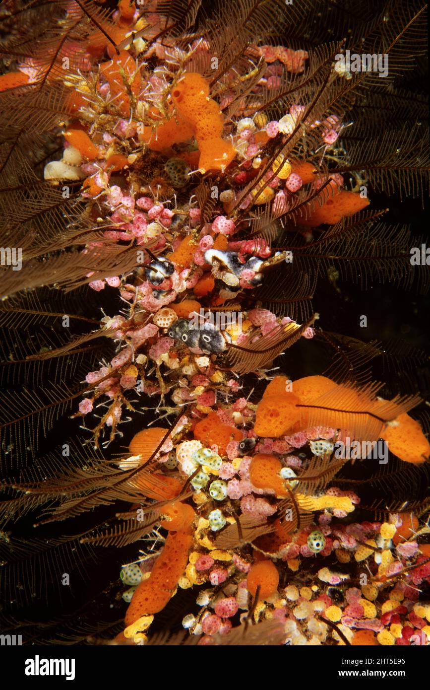 Idroidi, spugne, coralli e ascidiani che lottano per lo spazio su una frusta di mare morto Mabul, Malesia Foto Stock