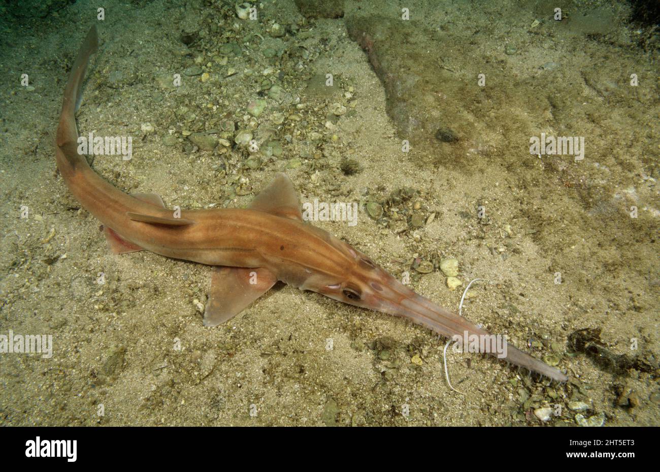 Squalo di Longnose (Pristiophorus cirratus), nuovo Galles del Sud, Australia Foto Stock