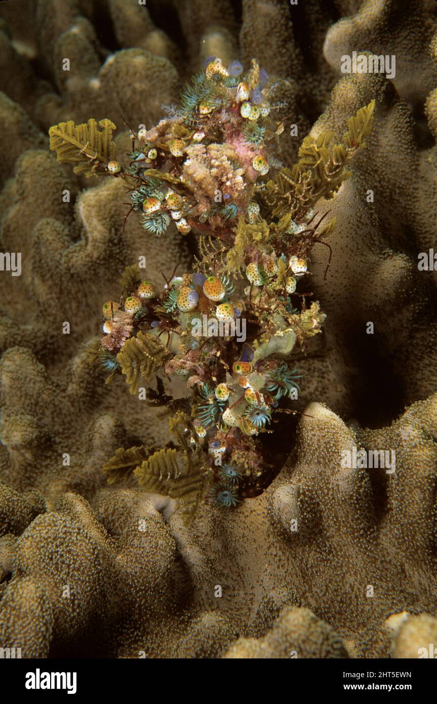 Posia marina: Anemoni, idroidi e spugne su frusta di mare morta Foto Stock