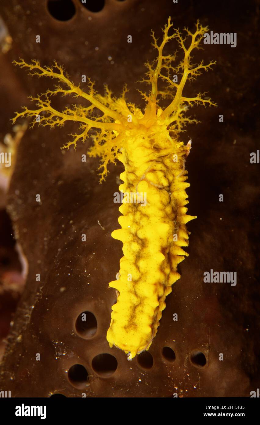 Oloturiano giallo o cetriolo di mare (Cucamaria miniata), Ambon, Indonesia Foto Stock