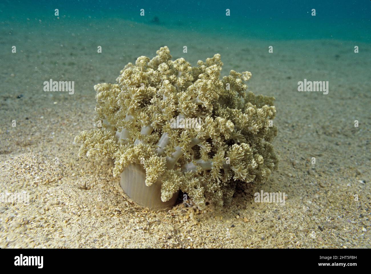 Anemone di sabbia (Actinodendron sp.), Papua Nuova Guinea Foto Stock