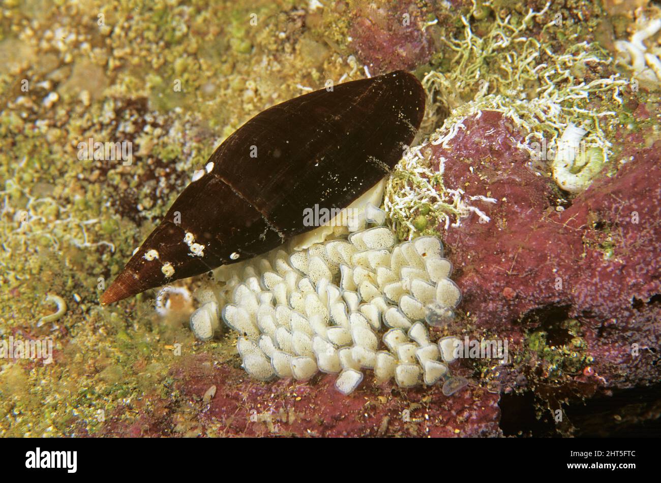Conchiglia di Mitra (Mitra carbonaria), uova di deposizione. Acque temperate, Australia Foto Stock