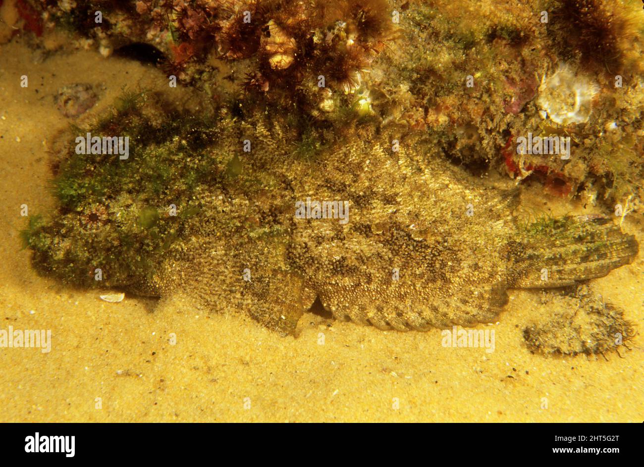Velvetfish (Velvetfish marrone) (Aploactisoma milesii). Una copertura di alghe fornisce camouflage contro i predatori. Sud Pacifico temperato Foto Stock
