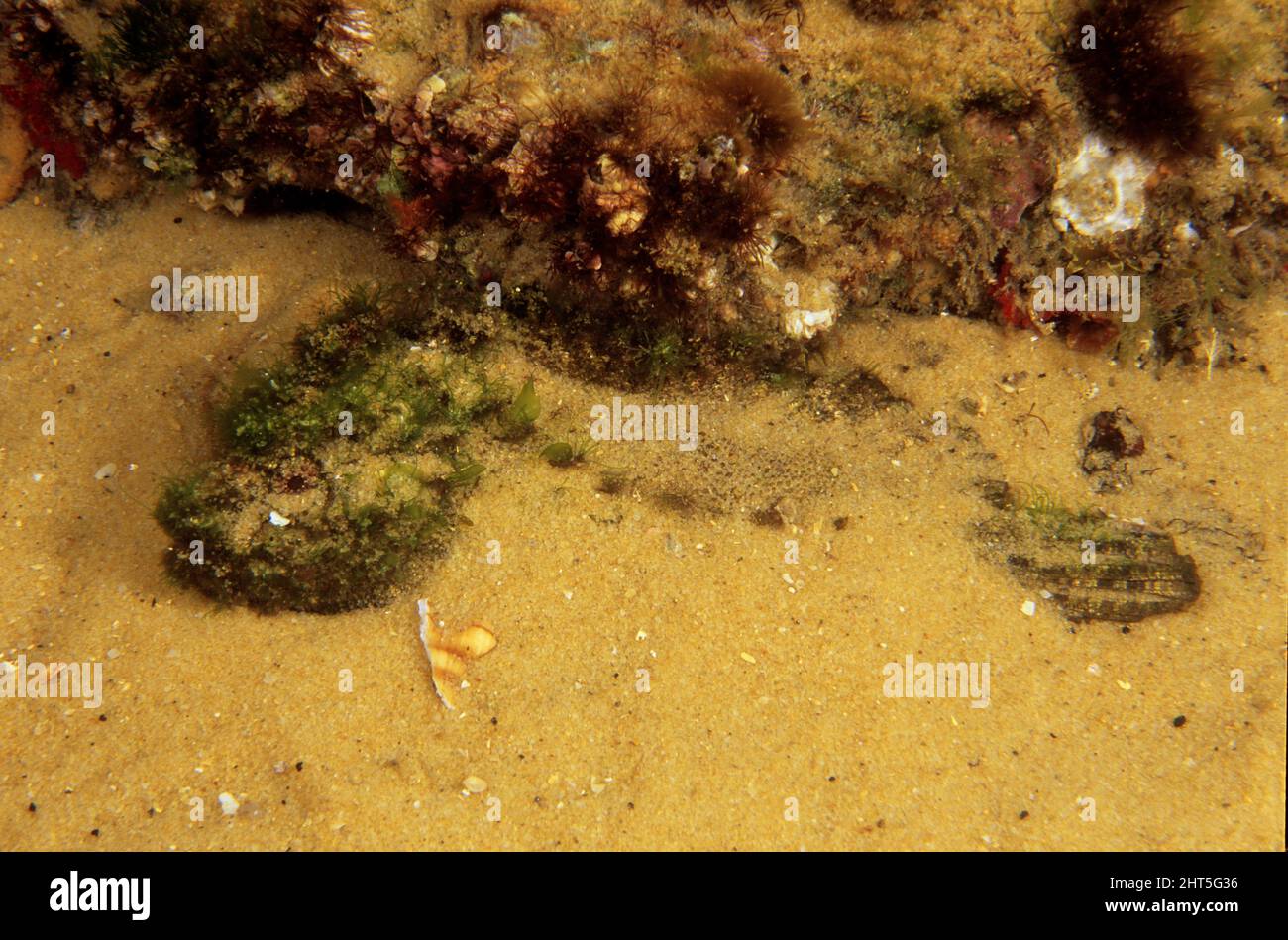Velvetfish (Velvetfish marrone) (Aploactisoma milesii). Coperto di alghe e parzialmente sepolto nella sabbia come difesa contro i predatori. Pa. Sud temperato Foto Stock