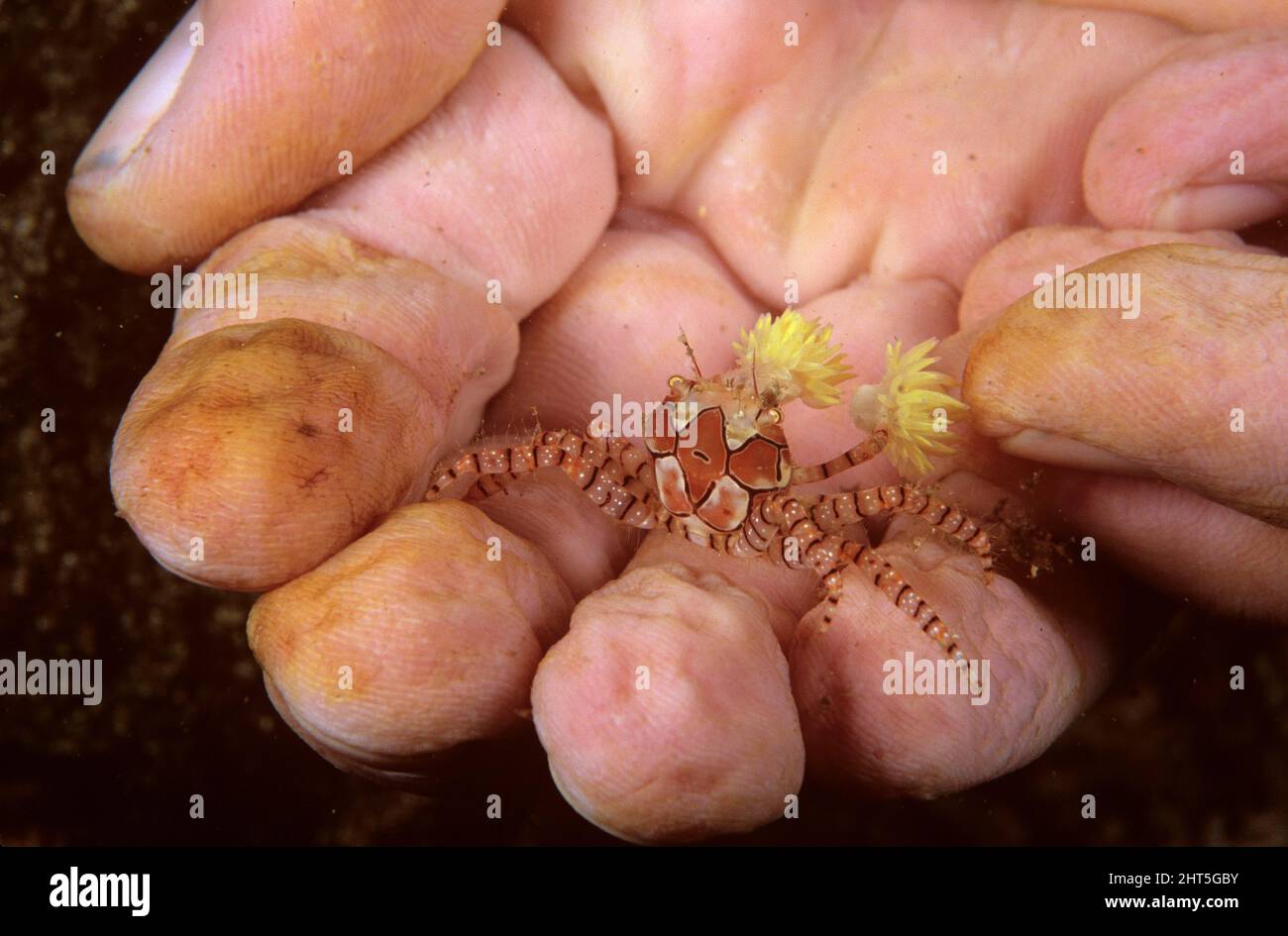 Granchio di boxe (Lybia tessellata), tenuto in mano. Ci sono anemoni puzzolenti nei suoi artigli per la protezione e per la preda stupefacente. Foto Stock