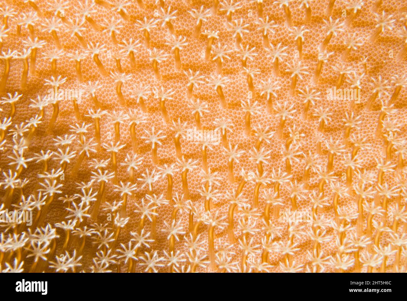 Corallo di pelle. Dettaglio dei polipi. Un corallo di pelle è un ottocorale e i polipi hanno tutti otto tentacoli visti qui. Quando disturbati, i polipi Foto Stock