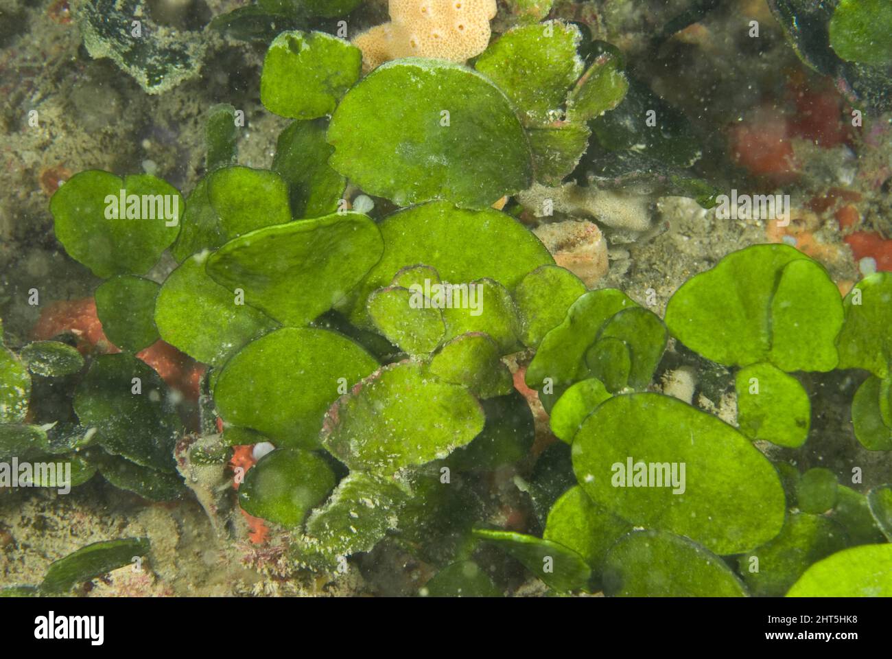 Alghe verdi Halimeda (Halimeda cuneata). Una grande quantità di sabbia quasi bianca è associata a barriere coralline, alcune prodotte dalle alghe Halimeda. Foto Stock