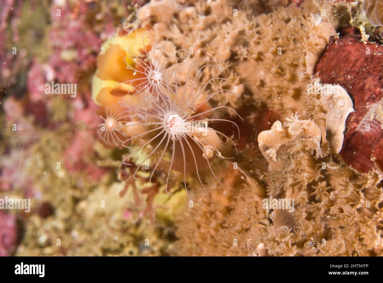 Idroide stalked o solitario (Tubularia raphi). Gli idroidi hanno un cerchio di tentacoli pungenti che circondano le loro bocche. Foto Stock