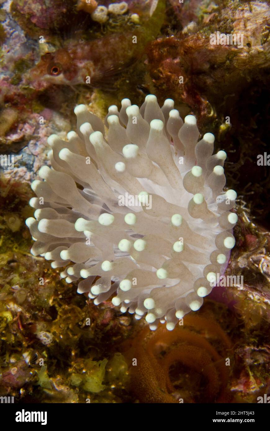 Bolla punta anemone (Entachmaea quadricolor), un corallo solitario che sembra molto simile ad un anemone, tuttavia ha uno scheletro duro. Foto Stock