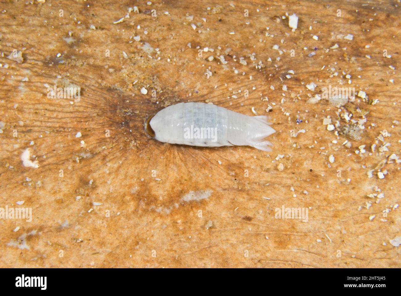 Isopod parassita o pidocchio di pesce (Anilocra sp.), trovato sul retro di un raggio di Numb (Hypnos monopterygium). Nuovo Galles del Sud, Australia Foto Stock