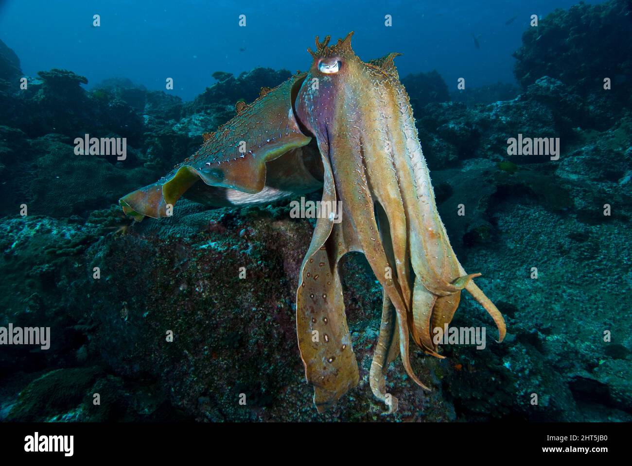 Seppie giganti australiane (seppia apama), grandi, abbondanti. Gli animali maturi sono spesso curiosi fino al punto di aggressione. Parco marino delle Isole solitarie. Foto Stock