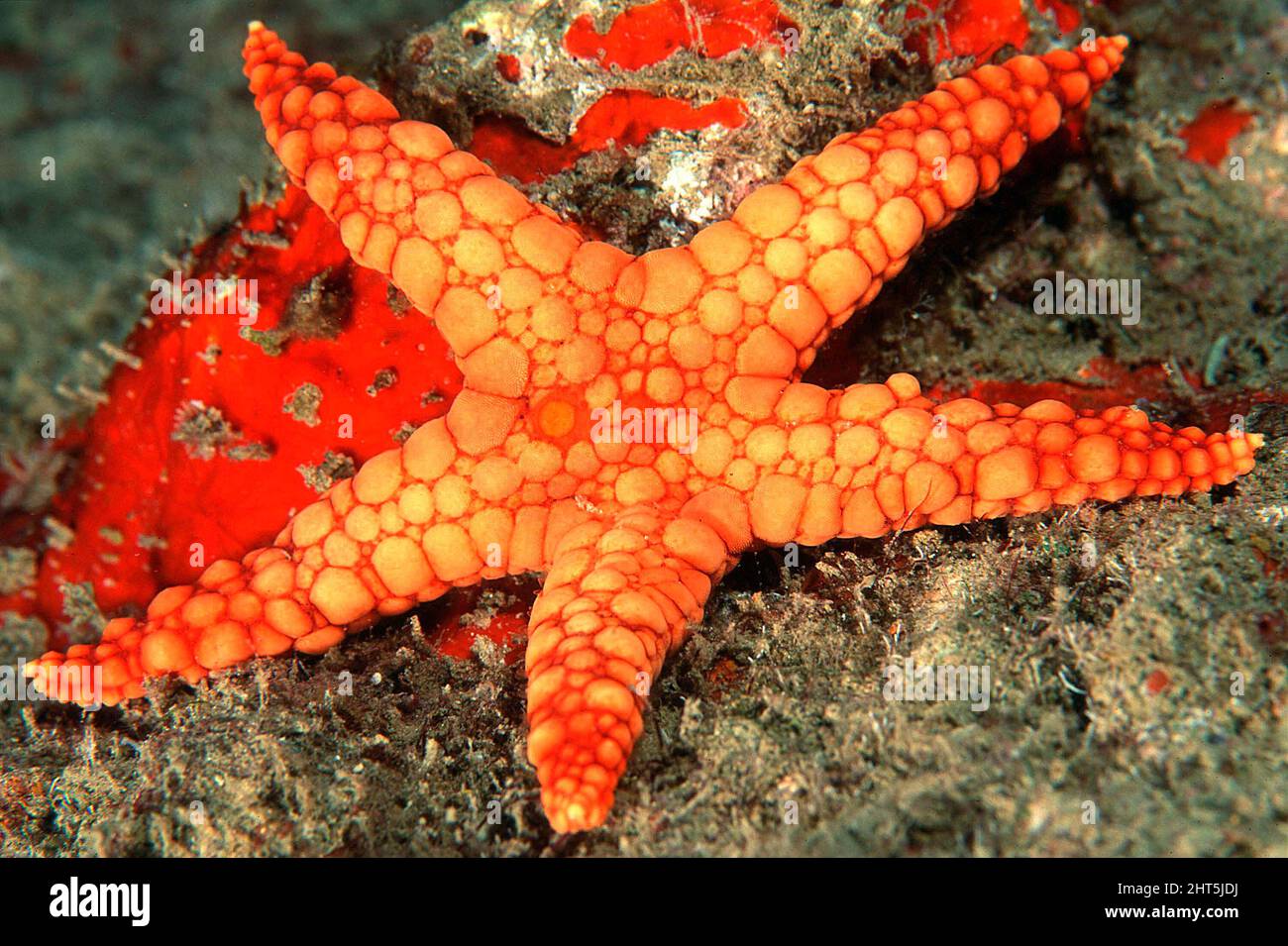 La stella della collana (Fromia monilis), si trova nell'Oceano Indiano e nell'Oceano Pacifico Occidentale Foto Stock