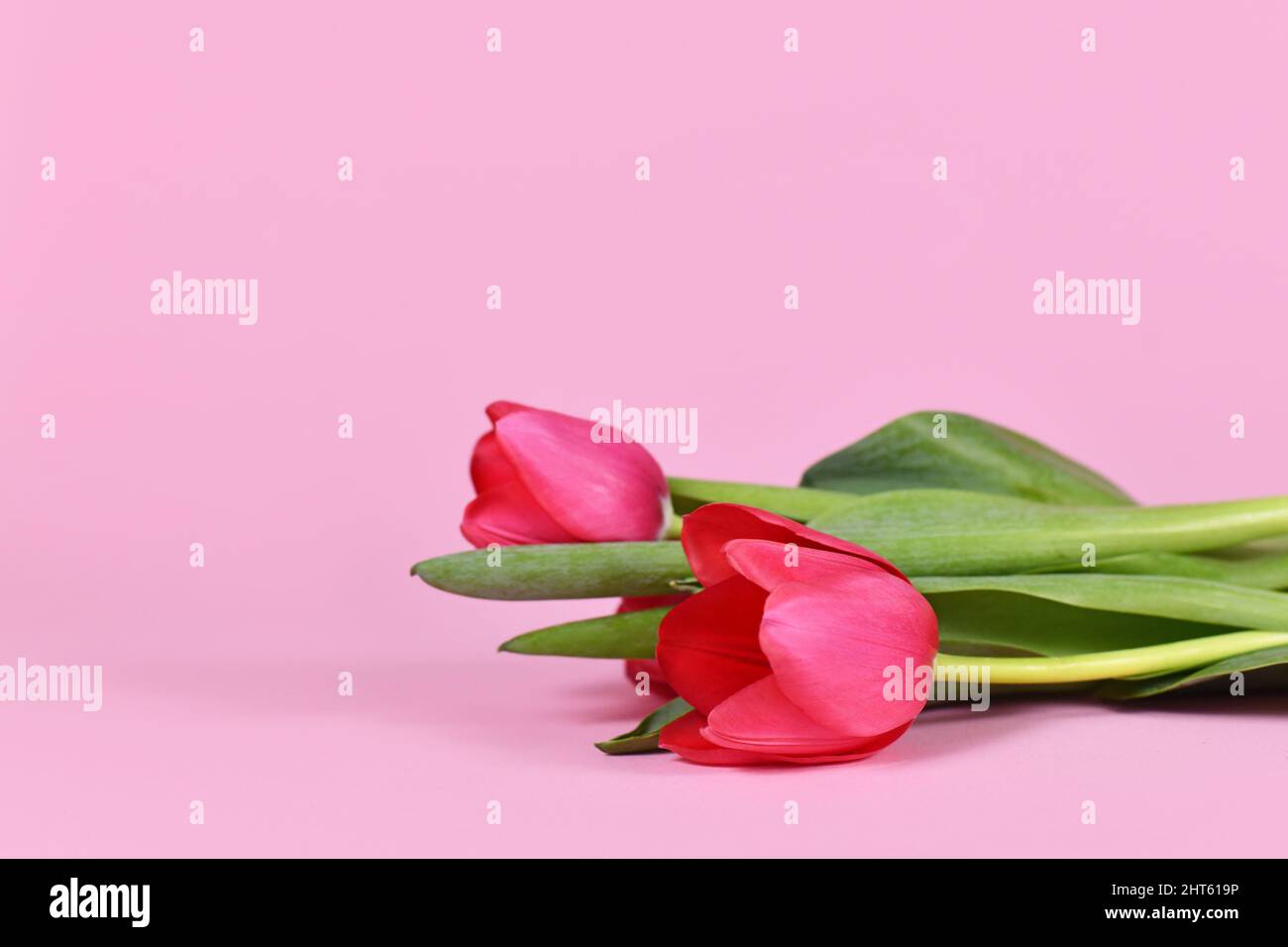 Tulipani magenta con fiore di primavera su sfondo rosa pastello con spazio per la copia Foto Stock