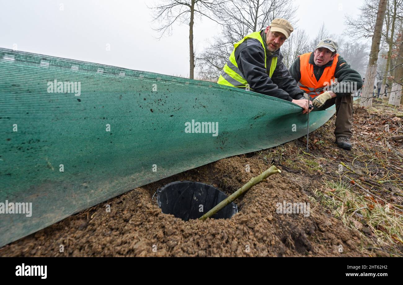 Brandeburgo, Germania. 27 febbraio 2022, Alexander Stöcklein (l) e Nico Brunkow, entrambi del gruppo di specialisti Naturschutzbund (NABU), hanno messo su una strada una recinzione. Ora, specialmente i comuni rospi e le rane di moor iniziano la loro migrazione. A causa delle temperature miti degli ultimi giorni, questi animali stanno lentamente diventando nuovamente attivi. Non appena le temperature notturne non scendono più sotto i sei gradi, i rospi, i rospi, i rospi, i salamandri e le rane iniziano la loro migrazione primaverile verso le loro acque ancestrali dello stagno. Volontari così come membri di NABU e il credito: dpa immagine alleanza / al Foto Stock