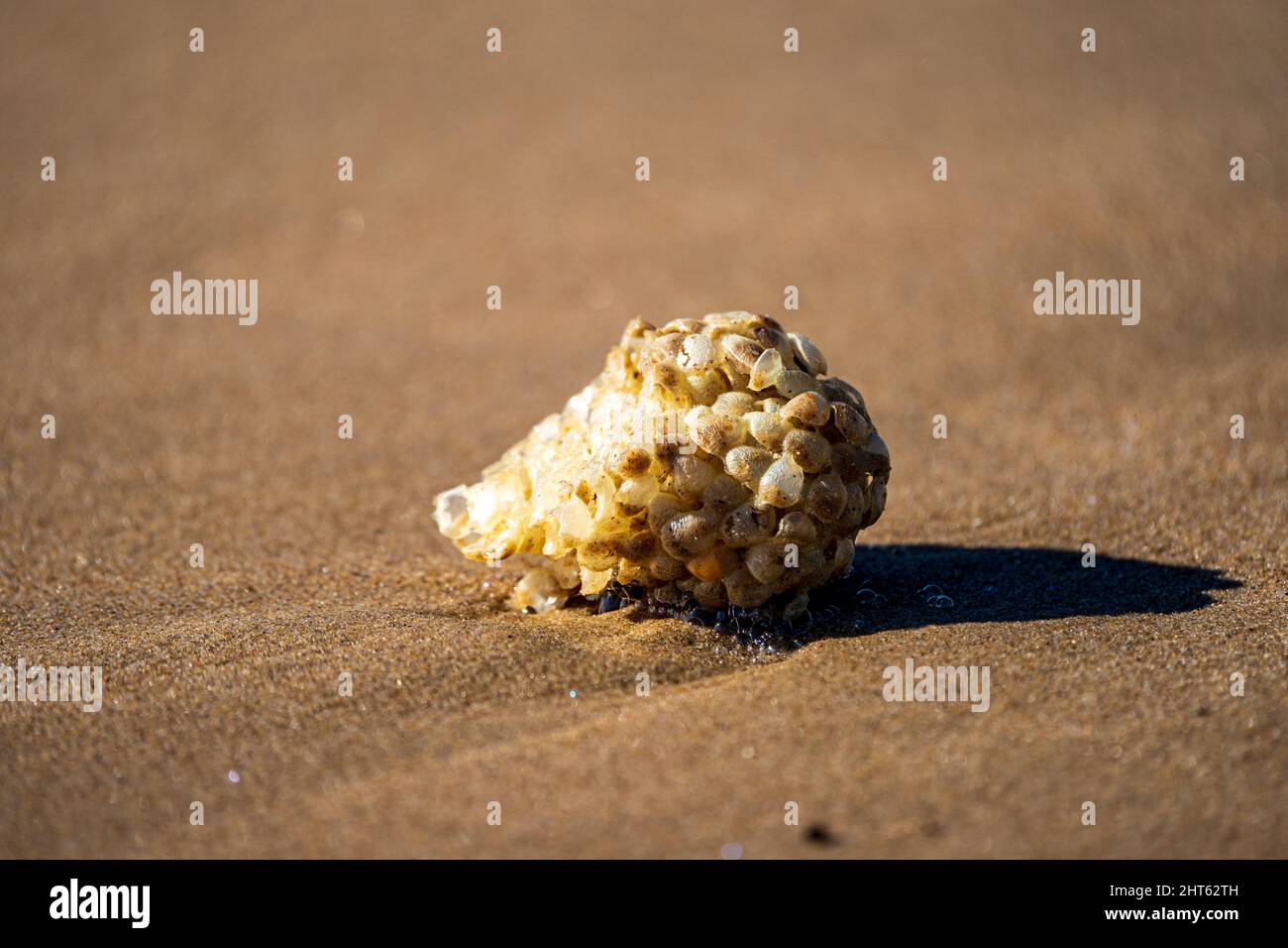 Custodia Fish Egg lavata in spiaggia Foto Stock