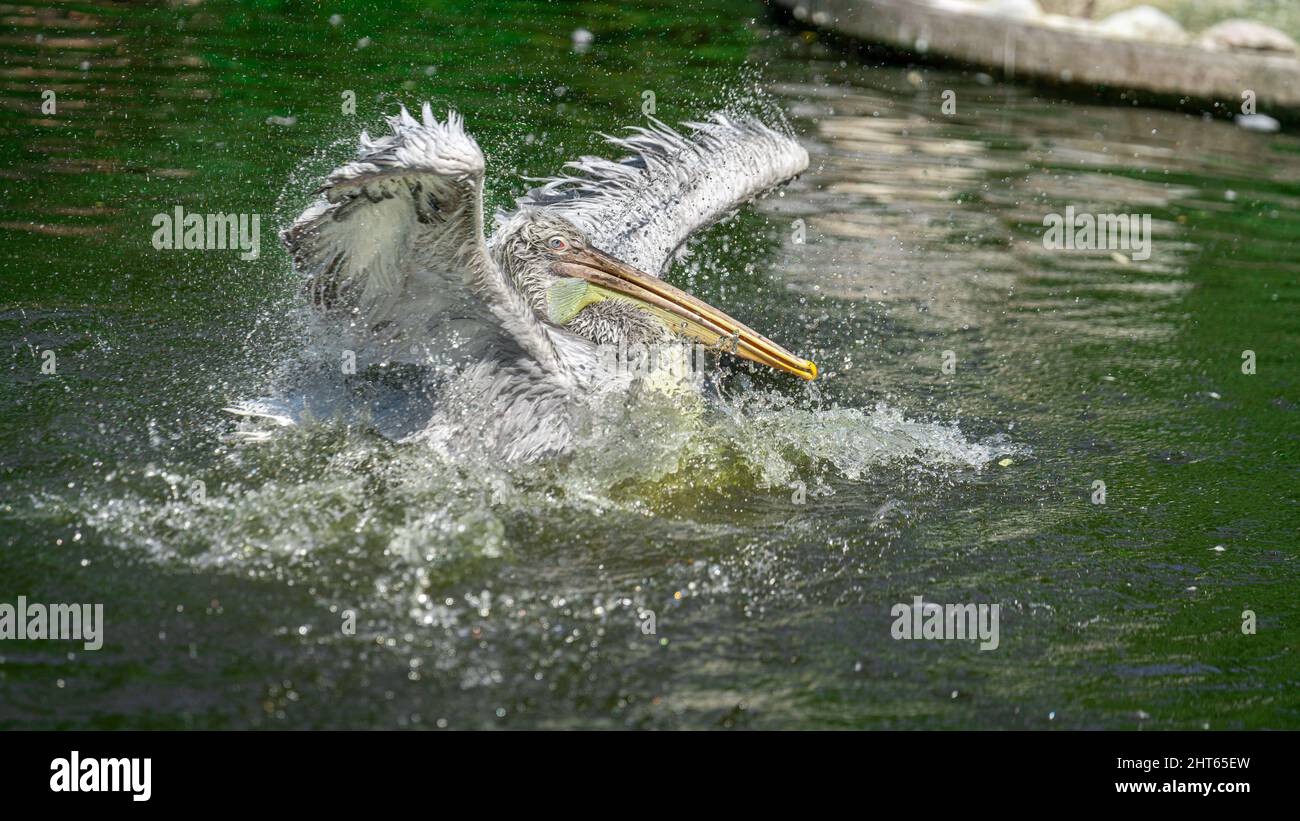 Pelican in acqua allo Zoo di Blijdorp Rotterdam Foto Stock