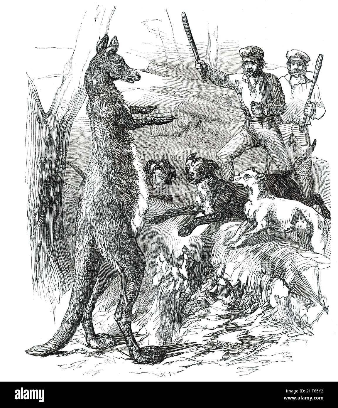 At Bay - "Sticking up a Boomer", 1850. Caccia al canguro in Australia: '...un gruppo di uomini e cani ha prodotto il canguro - o, come si chiama, "sticking up a boomer"...il nome nativo del canguro è "boomer", quindi il boomerang...i cani chiusi con lui, e siamo arrivati a bada. Era una creatura nobile, e combatté disperatamente con le sue zampe anteriori; un solo calcio con le sue zampe posteriori avrebbe deposto uno qualsiasi dei cani. Era uno sguardo crudele vedere la povera bestia che lottava duramente per la vita sotto il cielo luminoso, nei suoi deserti liberi; h Foto Stock