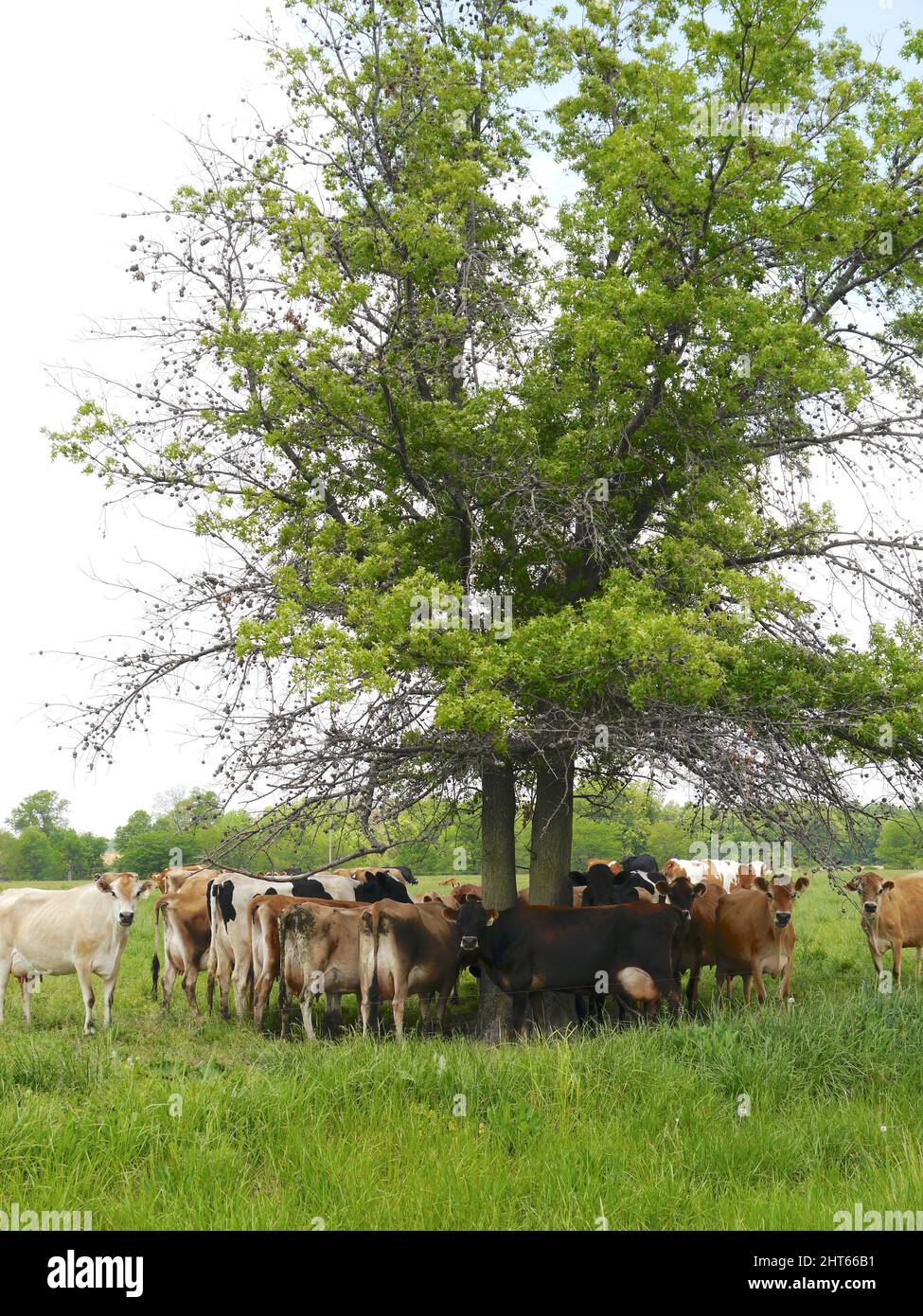 Un bel colpo di mucche che si radunano intorno ad un albero ombra in estate su una fattoria del Missouri Foto Stock
