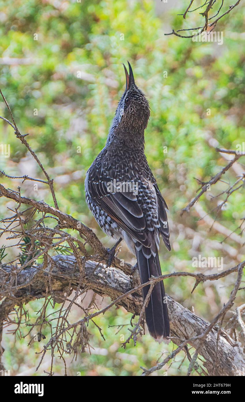 Posizione tipica di un Wattlebird occidentale (Anthochaera lunulata) chiamata, Lago Monjingup Riserva Naturale, vicino Esperance, Australia Occidentale, WA, Australi Foto Stock